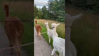 Tour with Alpaka alpacalife denmark nature alpacalove alpaca cuteanimals cute [upl. by Paris253]