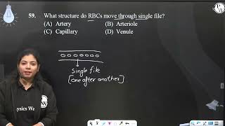 What structure do RBCs move through single file [upl. by Masao]