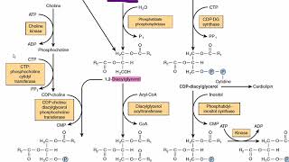 Biosynthesis of Phosphatidylcholine Lecithin  Phospholipid Biosynthesis  Acylglycerol metabolism [upl. by Atteynot962]