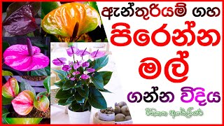 Anthurium fertilizer ඇන්තුරියම් පොහොර Anthurium pohora Anthurium wagawa sinhala [upl. by Schwab]