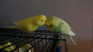 Parakeet Behavior  Budgies Grooming each other [upl. by Ativak]