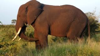 South Africa erection of an elephant in Kruger NP [upl. by Nevarc301]