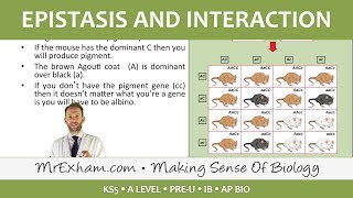 Inheritance Pt4  Epistasis and interaction  Post 16 Biology A Level PreU IB AP Bio [upl. by Bernardi69]