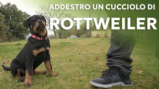 Come addestrare un cucciolo [upl. by Portingale23]