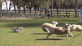 Corgi Flynn Passing His Sheep Herding Instinct Exam [upl. by Nauwtna]