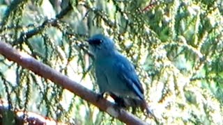 Verditer Flycatcher，（Eumyias thalassinus）铜蓝鹟 [upl. by Hamil107]