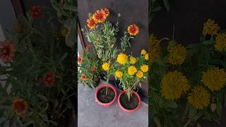 गर्मियों में खिलने वाला फूल का ये पौधा अगले साल भी देगा ढेरो फूल  Gaillardia Blanket flower [upl. by Gusta848]