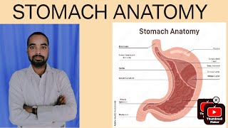 stomach anatomy in hindistomach anatomy johari stomach anatomy notes [upl. by Niliac]