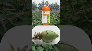 Syngenta proclaim insecticide कीटकनाशकाचा उपयोग by Agri Farmer [upl. by Nigrom]