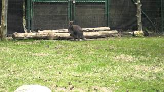 Wallaby Jumping [upl. by Grof]