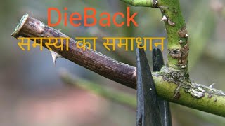 Dieback problem का समाधान [upl. by Dodd]