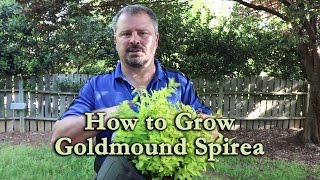 How to grow Goldmound Spirea with a detailed description [upl. by Hosea]