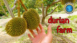 A Day In Penang Malaysia  Durian Farm Visit  Travel Vlog 60 [upl. by Aihseyn]