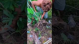 How to Remove Cassava from Person gardentour farming ytshorts [upl. by Fachini]