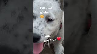 Yeni yavrumuz cinsi tam belli değil gözler sibirya burun dalmaçyalı cat catlover köpek husky [upl. by Ayekam278]