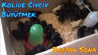 Kolide Civciv Bakımı Nasıl Yapılır [upl. by Lotti]