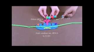 Detailed Description of Protein Translation [upl. by Allicsirp]