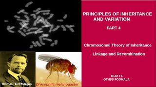 Principles of Inheritance and Variation Part 4 Chromosomal theory  Linkage Class 12 Biju T L [upl. by Mcgean]