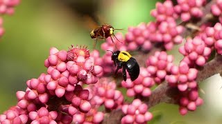 The temptation of the Umbrella tree flowers  seduced 1 Carpenter bee [upl. by Trepur992]