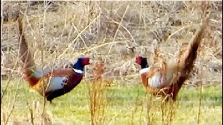 Pheasant vs Pheasant Common pheasant fight [upl. by Faludi]