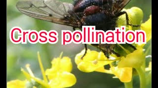 Types of Cross pollination geitonogamyxenogamycontrivances of cross pollination in tamil [upl. by Philipa]