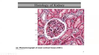 Pathology Made EasySystemic Pathology 4RenalampUT Diseases1Glomerular Diseases1 [upl. by Ahselaf]