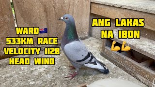 533km WARD FEDERATION RACE 🇳🇿🇵🇭 REDHILL LOFT Pooling Winner🏆🏆 unoloftpigeonracing racingpipigeons [upl. by Gefen847]