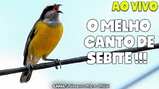 CANTO DE SIBITE PARA ESQUENTAR  Melhor vídeo de Cambacica Ao vivo [upl. by Tini490]