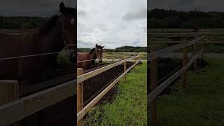 Horse plays with bucket jumps and farts [upl. by Marillin]