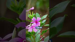 The Power of Madagascar Periwinkle A Breakthrough in Cancer Treatment healthyliving [upl. by Arihs533]