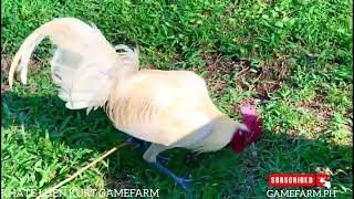 VENOM BLACKVENOM WHITE  STAG NG KHATE LHEN KURT GAMEFARM SA SORSOGON CITY PHILIPPINES [upl. by Orfinger]