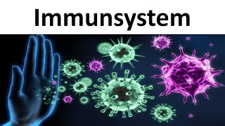 Immunsystem Einführung  Zusammenfassung  Biologie Oberstufe [upl. by Yewed]