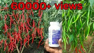 Best Insecticide for chilli crop  more chillies  Mirchi best fertilizer Guntur mirchi in Telugu [upl. by Ymij943]