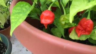 Carolina Reaper hot pepper grow update August 2016 [upl. by Hegarty16]