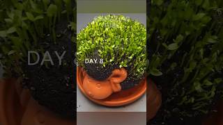 plants dragonfruit garden plant craft gardening timelapse thanhlong diy [upl. by Malcah289]