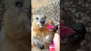 Quokka 🦘 The Happiest Animal on Earth [upl. by Imeka139]