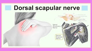 dorsal scapular nerve [upl. by Assener628]