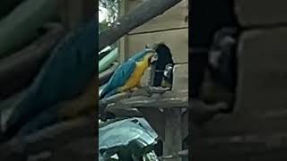 ZOOLÓGICO DE MEDELLÍN [upl. by Buna]