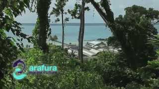 ARAFURA MARINE CULTURE [upl. by Mullane]