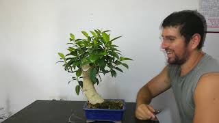 Podando Mi ficus Obliqua figaro para esquejar [upl. by Hnib]