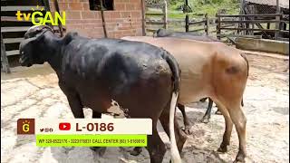 2024 VACAS TIPO LECHE PARA VIENTRE L 0186 [upl. by Thorpe934]