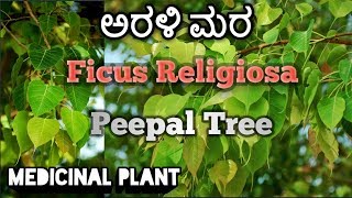 ಅರಳಿ ಮರ Peepal Tree Ficus Religiosa [upl. by Odnumyar]