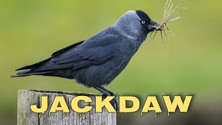 Western jackdaw sound and call [upl. by Messab818]