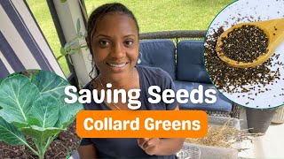 Saving Collard Green Seeds [upl. by Jeth]