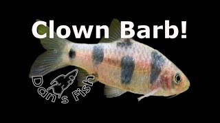 Clown Barb  Species Profile [upl. by Eltotsira]