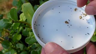 Harvesting Cultivated Purslane Seeds [upl. by Erick]