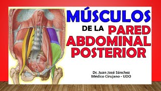 🥇 MÚSCULOS DE LA PARED ABDOMINAL POSTERIOR ¡Fácil Explicación [upl. by Otrebtuc116]