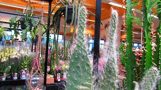 ETIOLATION on Cactus Plants What it is The Causes amp How to Prevent Stretched out Cactus Plants [upl. by Rimola146]