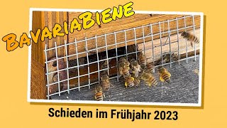 Schieden auf Dadant Frühjahr 2023 [upl. by Alcus439]