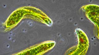 Euglena  Flagellum movement in phase contrast [upl. by Eitsyrk]